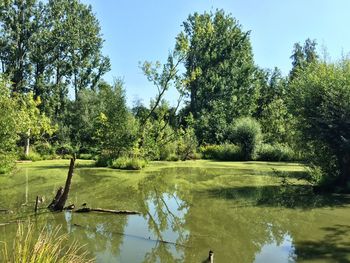 Reflection of trees in lake