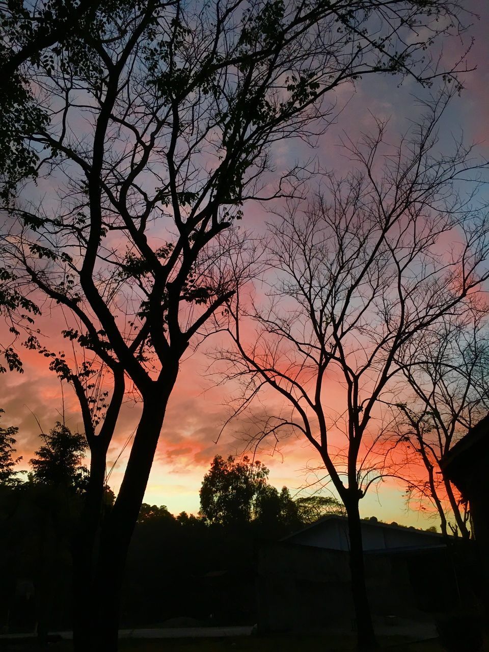 LOW ANGLE VIEW OF SILHOUETTE BARE TREE AGAINST SKY DURING SUNSET