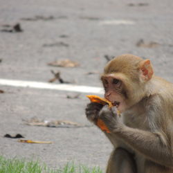 Close-up of monkey eating food while sitting on footpath