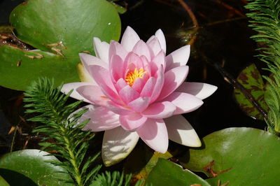 Close-up of lotus water lily