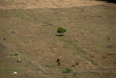 Horses grazing on landscape