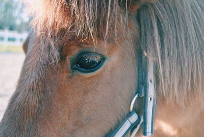 Close-up of horse wearing bridle