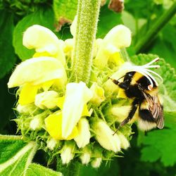 Close-up of bee pollinating on yellow flower