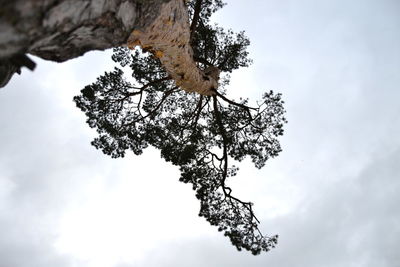 Low angle view of tree against sky