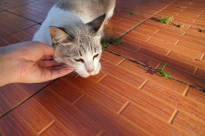 High angle view of hand holding cat on wooden floor