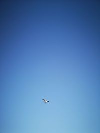 Low angle view of bird flying in sky