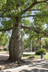 Trees growing on tree trunk