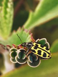 Close-up of insect on plant