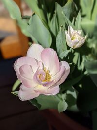 Close-up of pink rose flower