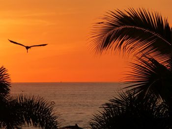 Silhouette of palm trees at sunset