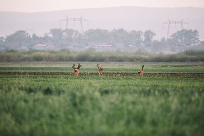 Horses in a field