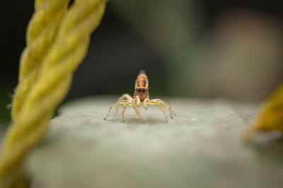 Close-up of jumping spider