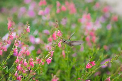 Close-up of butterfly pollinating on pink flower