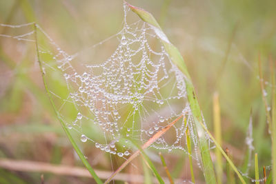 Close-up of wet spider web on plant