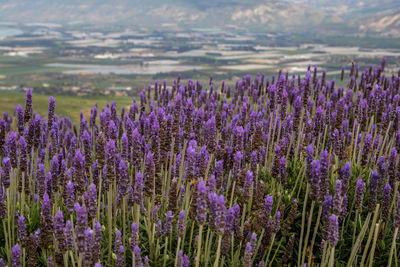 Purple flowers growing in field
