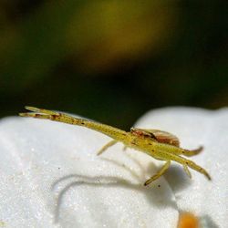 Close-up of insect on leaf