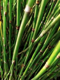 Full frame shot of bamboo plants