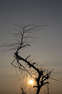 Low angle view of silhouette bare tree against sky during sunset