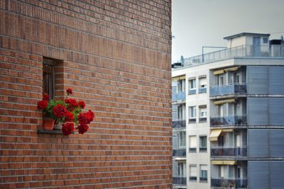 Low angle view of potted plant on building