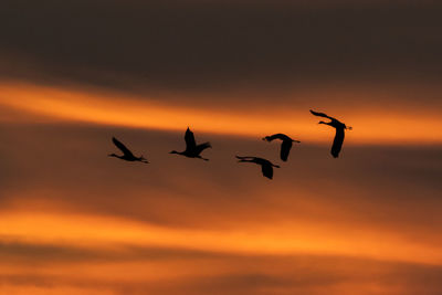 Silhouette birds flying in sky during sunset