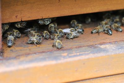 Close-up of bee on wood