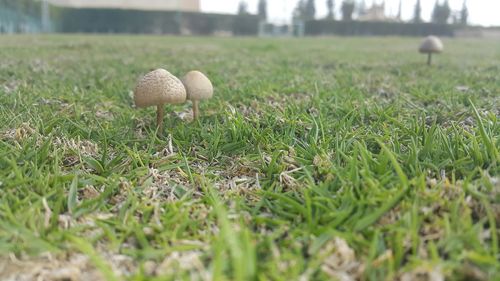 grass