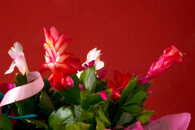 Close-up of pink flowers