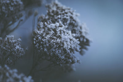 Close-up of frozen plant against trees during winter