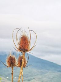 Close-up of wilted plant against sky