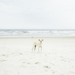 Running dog that same color with white sand stopped to look at a tourist on the beach in brazil.