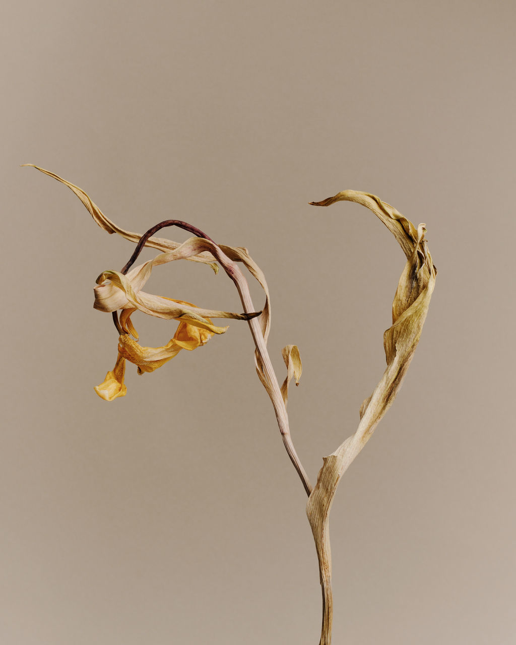 Close-up of dried plant against beige background