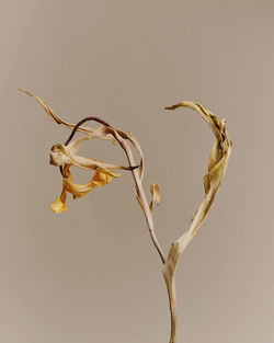 Close-up of dried plant against white background