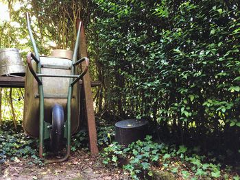 Trees and plants in yard
