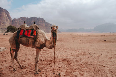 Wild fluffy camel standing on dry sandy ground in sandstone valley in wadi rum