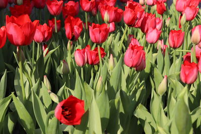 Close-up of red tulips in field