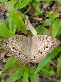 High angle view of butterfly on leaf