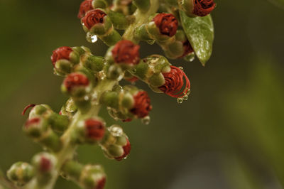 Close-up of red flowering plant