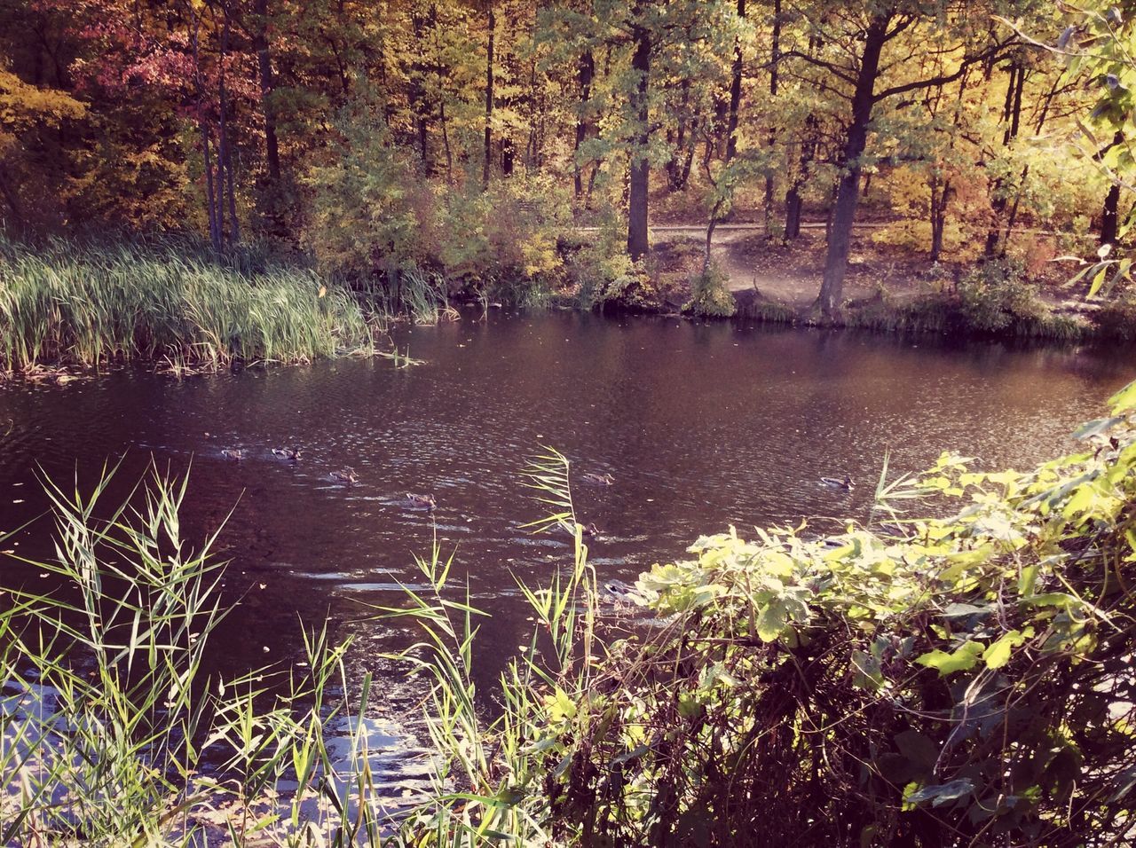 water, tree, tranquility, lake, tranquil scene, reflection, forest, nature, beauty in nature, growth, scenics, plant, green color, river, idyllic, non-urban scene, stream, grass, day, outdoors