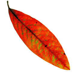 Close-up of red maple leaf against white background