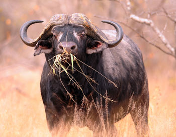 Portrait of buffalo