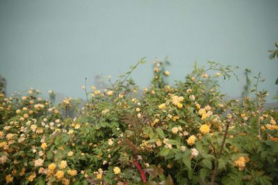 Flowering plants against clear sky