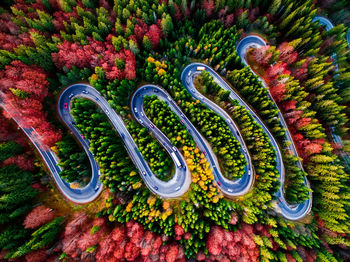 High angle view of multi colored flowering plants