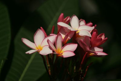 Close-up of pink frangipani flowering plants