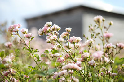 Close-up of pink flowers