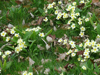 Flowers growing in grass