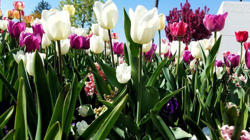 Close-up of pink tulips blooming in field