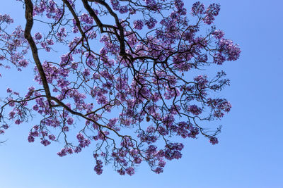 Low angle view of pink flower tree against clear sky