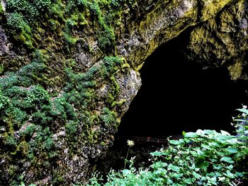 Rock formation in forest