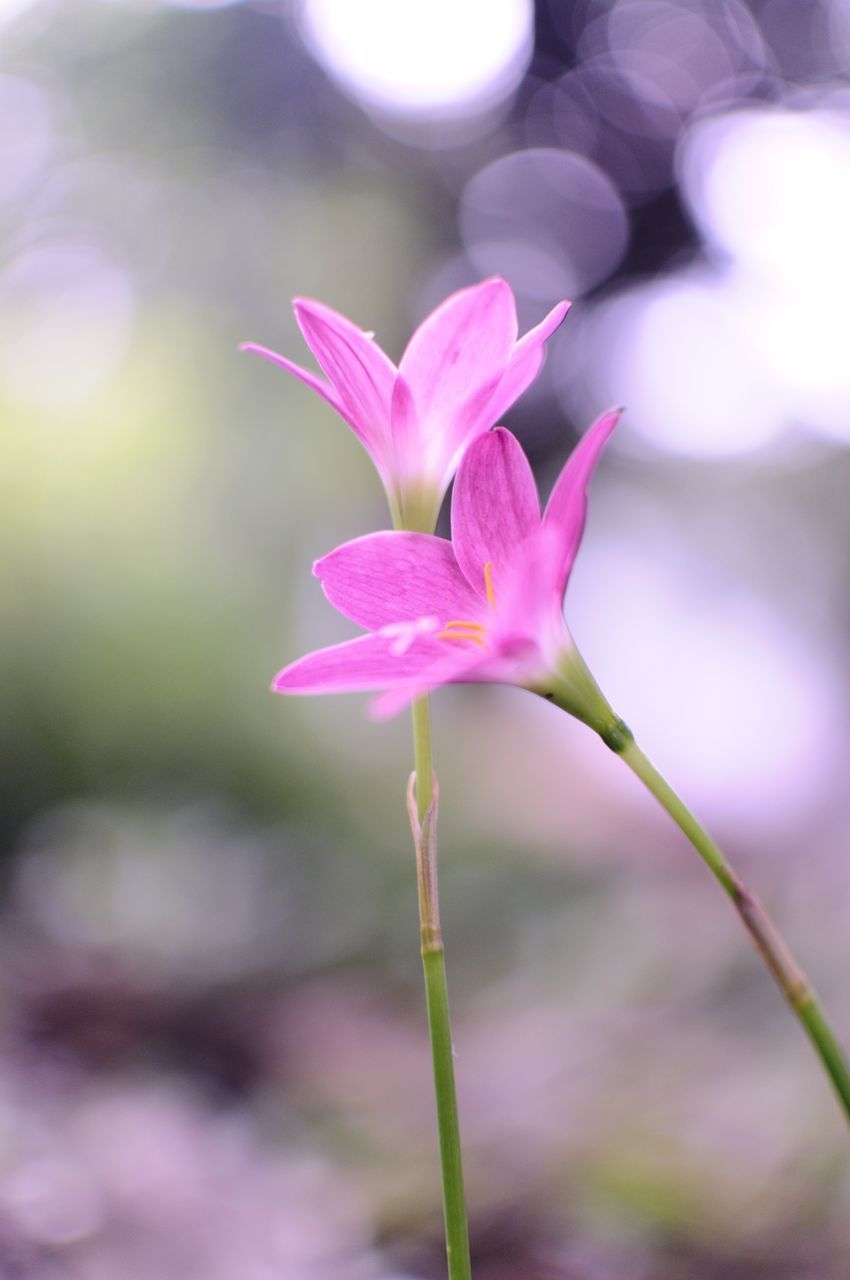 CLOSE-UP OF PINK FLOWERING PLANT