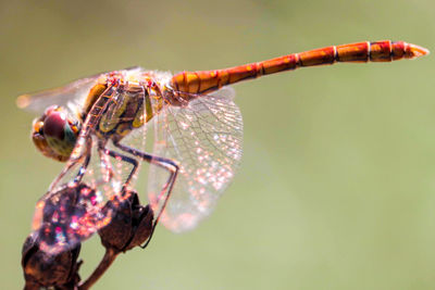 Close-up of dragonfly on twig